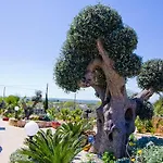 Bed & Breakfast Il Trulletto 4*