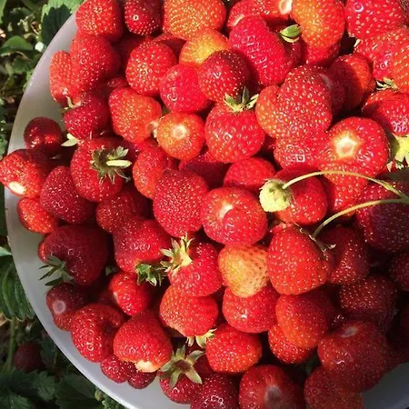 Bed & Breakfast Il Trulletto 4*