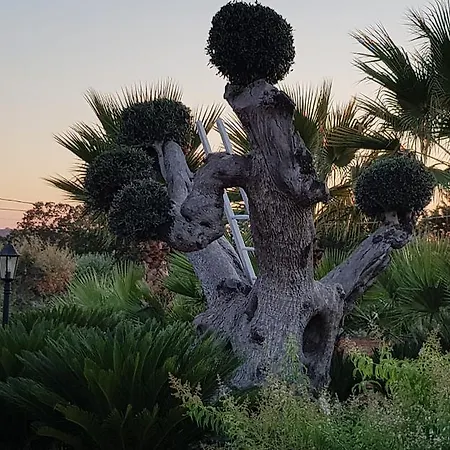 Il Trulletto לינה וארוחת בוקר